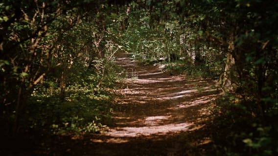 Woman rescued by helicopter at popular Forest Falls trail in San Bernardino County