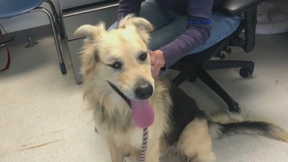 Los Angeles city animal shelters in need of families looking to adopt, facility volunteers