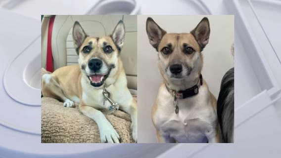 Man desperately searching for dog that was stolen from West LA boarding facility