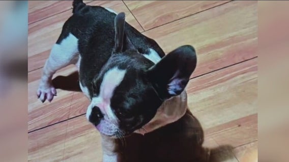 Rosemead armed robbery: Suspects take family's French bulldog, rifle, cash, cell phones