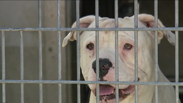 LA Animal Service officials blame staff shortage for issues at city shelters