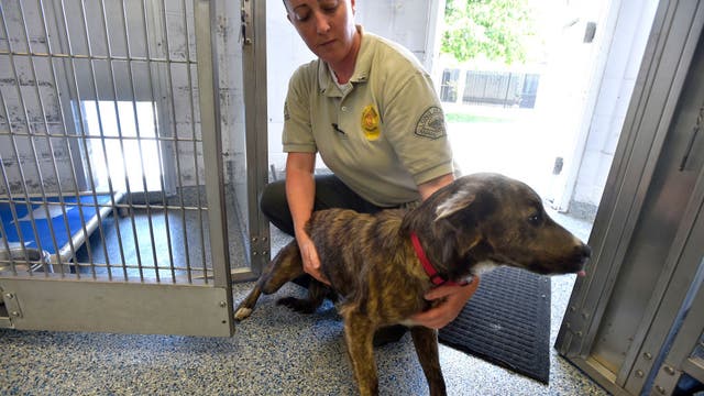 4th of July: Tips to keep your pets safe