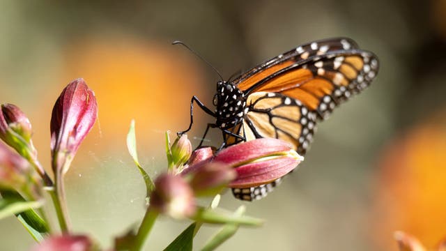 In Depth: Parks and butterflies