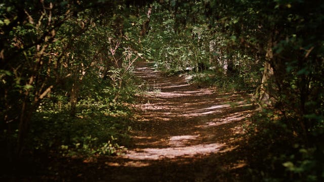 Woman rescued by helicopter at popular Forest Falls trail in San Bernardino County