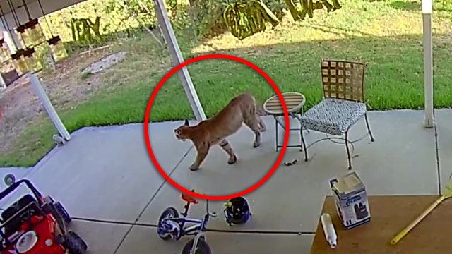 WATCH: Mountain lion spends 24 hours on the prowl in Simi Valley backyard