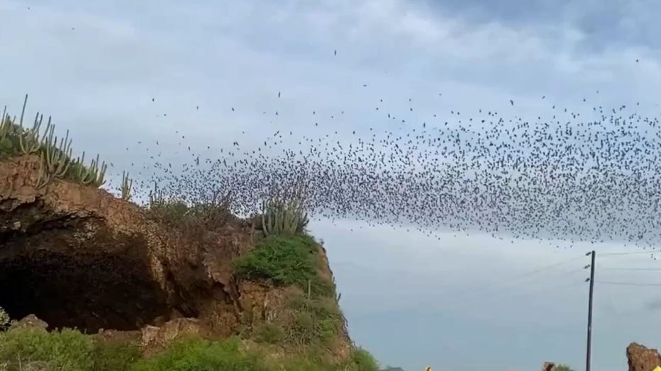 Imágenes de video del ‘río interminable de murciélagos’ saliendo de una cueva en México