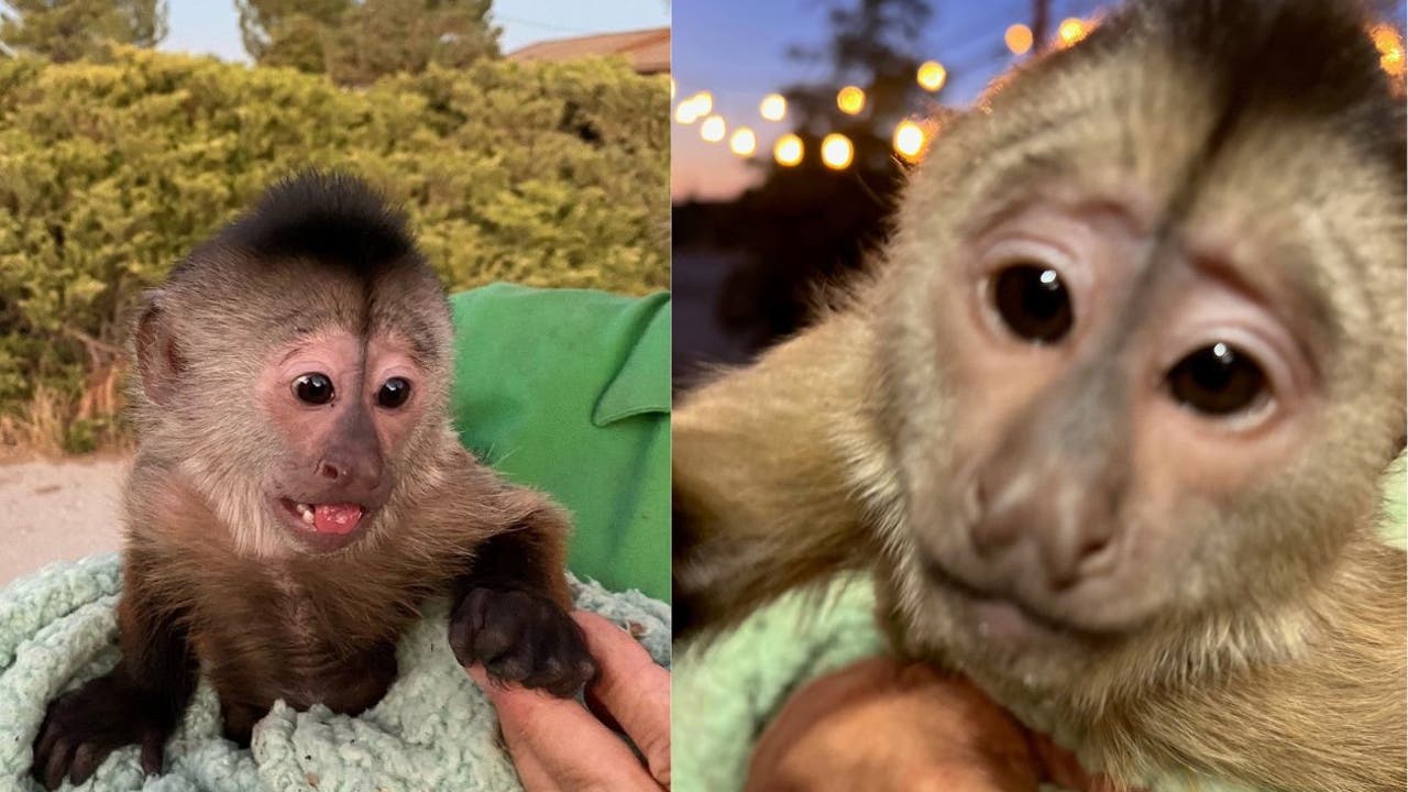 Monkey calls 911 from California zoo