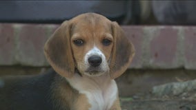 Prince Harry, Meghan Markle adopt mom of abused beagles