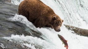 Live: Alaska bears fish for salmon in the river