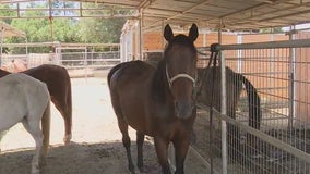 Inflation hitting Norco horse rescue