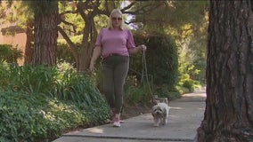 Dog blinded after ingesting oxycodone while on a walk at Palisades Park in Santa Monica