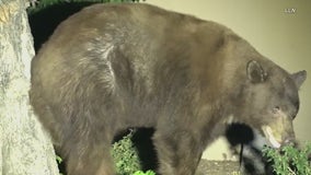 VIDEO: Bear strolls through Claremont neighborhood
