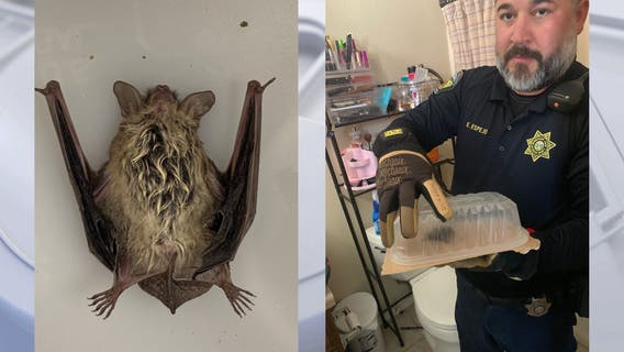 Cathedral City woman wakes up with bat in room, potential bites on legs