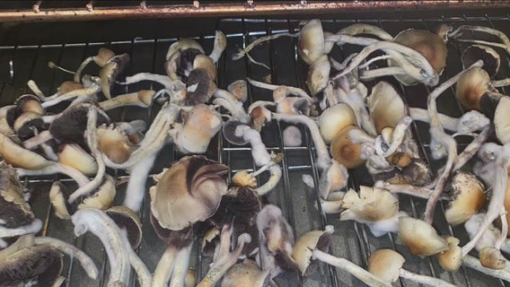 Pop-up conference explores the benefits and future of psychedelics