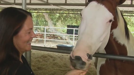 Rescued horses find love at unique Santa Clarita animal sanctuary