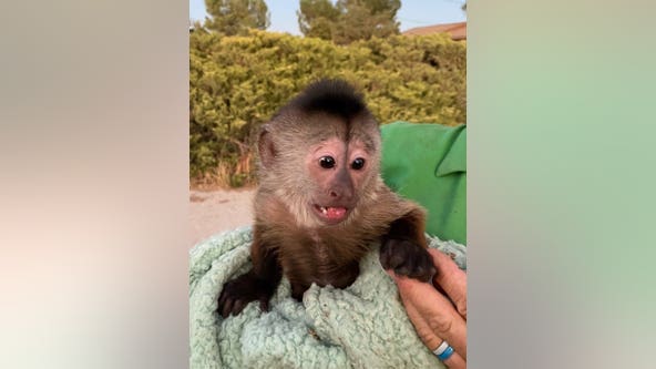 Monkey at California zoo calls 911: 'monkey see, monkey do'