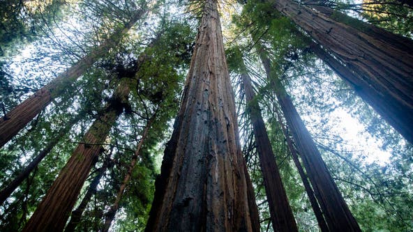 Visitors to world’s tallest tree could face $5K fine, jail