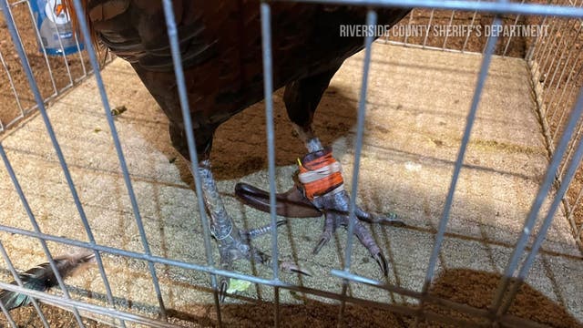 More than 100 birds euthanized after cockfighting bust in Riverside County