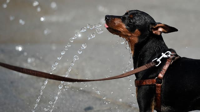 How to keep your pets safe during the SoCal heat wave