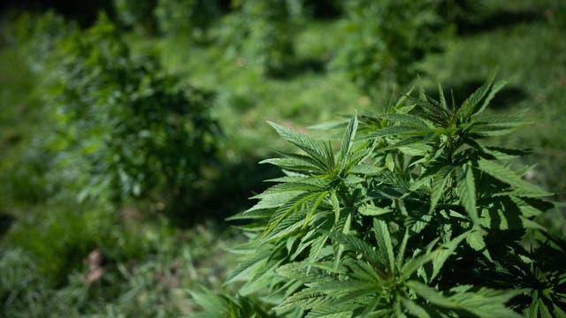 LA County adds cannabis business tax measure to Nov. ballot