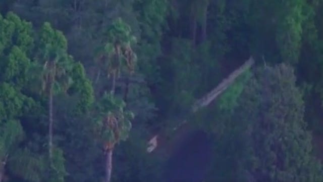 Fallen tree takes out power lines in Encino
