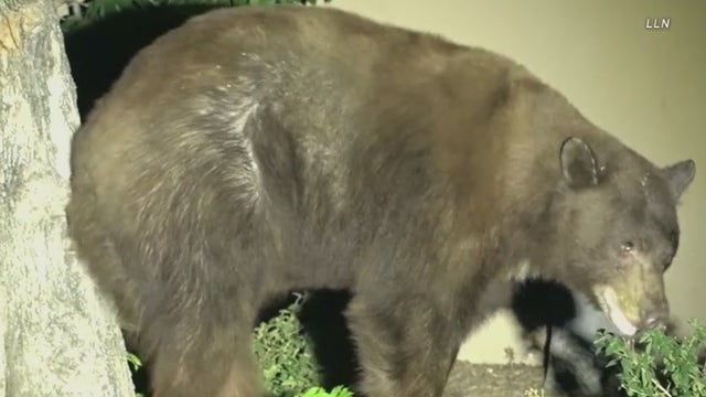 VIDEO: Bear strolls through Claremont neighborhood
