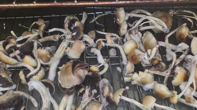 Pop-up conference explores the benefits and future of psychedelics