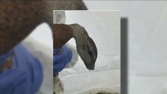 OC authorities investigate horrifying case of animal abuse; 2 ducks with beaks severed