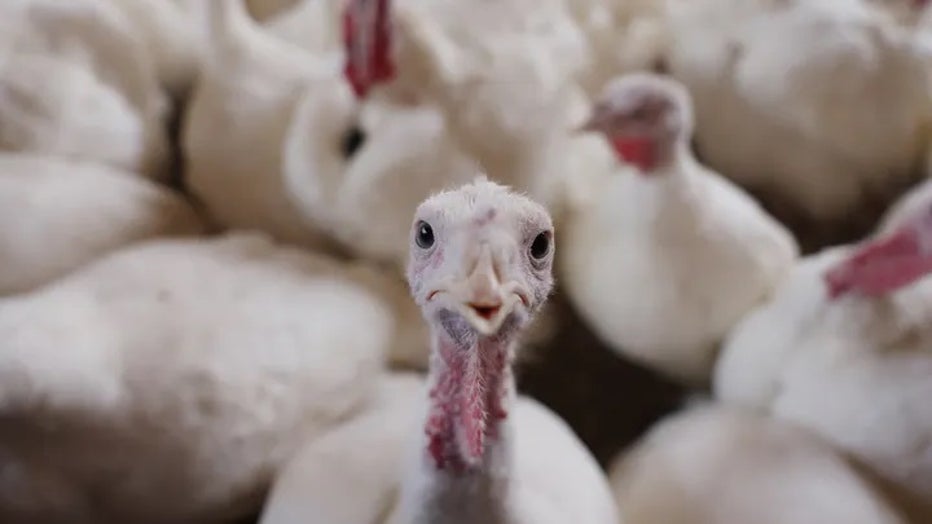 turkey-thanksgiving.jpg