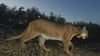 Mountain lion found dead in Santa Monica Mountains died from mange