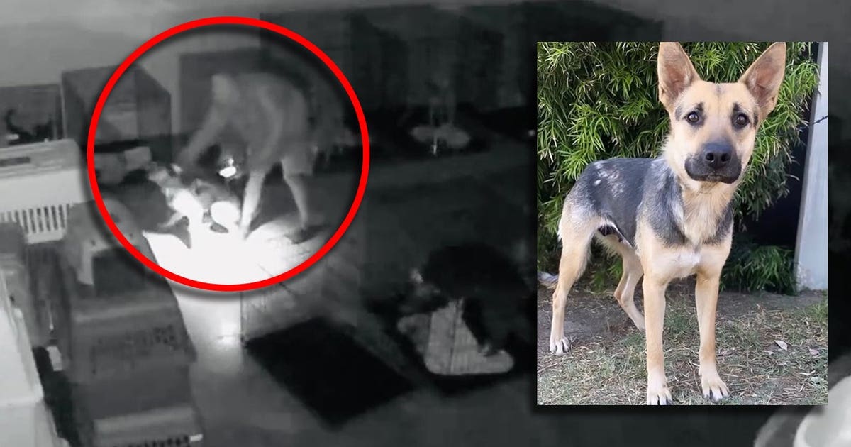 Man arrested for allegedly stealing rescue dog, leaving abused dog on ...