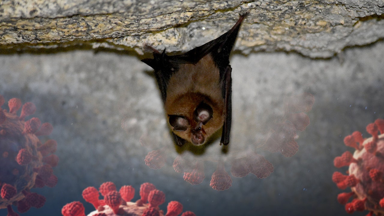 New COVID-like virus found in bats could resist vaccines and spread to humans