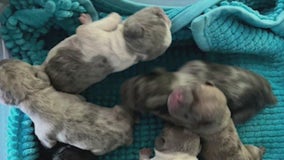 9 French bulldog puppies stolen from Northridge home