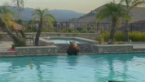 Bear enters home, swims in pool in Simi Valley