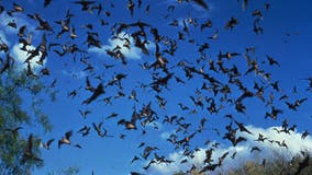 Rabid bat found in Orange County