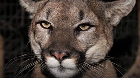 Mountain lion killed in Calabasas was pregnant; toxins found in system
