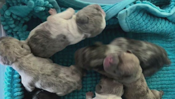 9 French bulldog puppies stolen from Northridge home