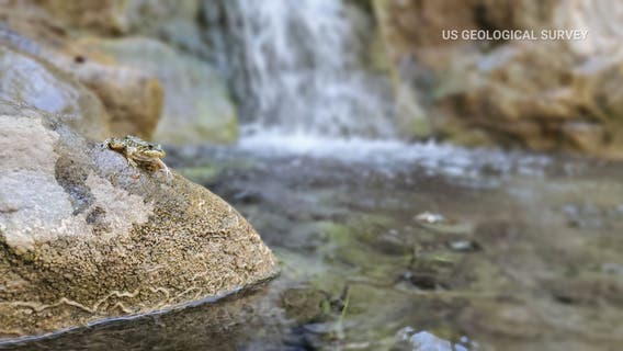 Long Beach Aquarium releases more than 100 endangered frogs back into the wild