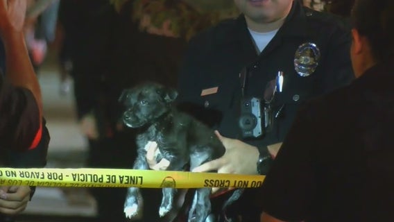 Pursuit crash: Puppy rescued after driver slams into Pacoima building