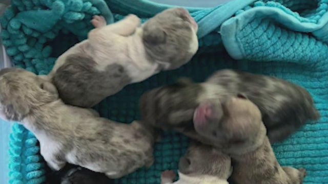 9 French bulldog puppies stolen from Northridge home