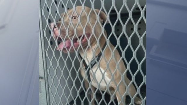 8-year-old attacked by dog in Riverside County