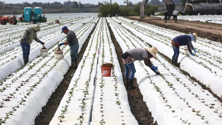 Record Drought Impacts California's Food Producers