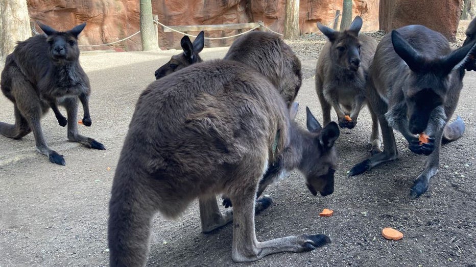 Kangaroos-at-the-zoo.jpg