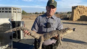 Man walking his dog finds alligator roaming in rural Idaho