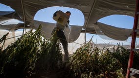 California expands largest US illegal pot eradication effort