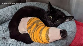9-week-old cat on road to recovery after being hit by car