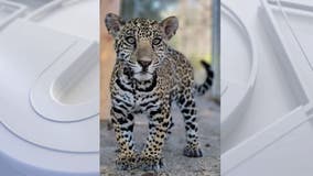 Two charged with illegally transporting, selling jaguar cub from Texas to California