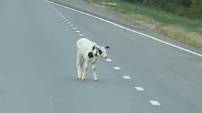 'That cow’s going to jump out': Calf tumbles from trailer onto Massachusetts highway