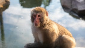 Monkey at zoo injured, undergoes surgery after bottle thrown into enclosure