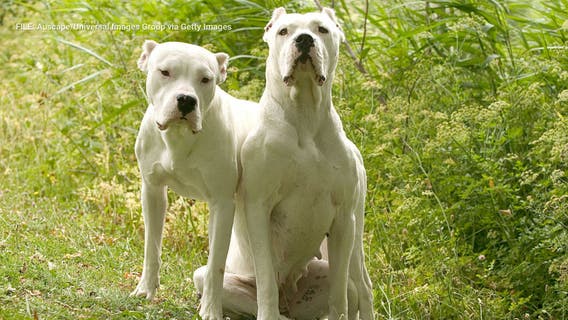 80-year-old woman mauled to death by dogs in San Bernardino County: Deputies